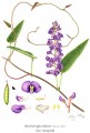 Hardenbergia violaceae