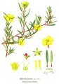Hibbertia linearis
