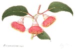 Eucalyptus caesia subsp. magna